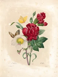 Nelke, graviert von Langlois, aus 